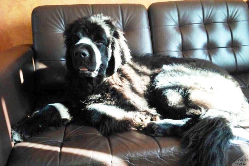 Фото: ньюфаундленд Черная Мафия Бреак Тхе Банк (Chernaya Mafia Break The Bank)