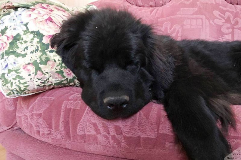 Фото: ньюфаундленд Черная Мафия Бреак Тхе Банк (Chernaya Mafia Break The Bank)