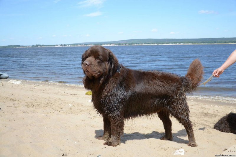 Фото: ньюфаундленд Конфуций