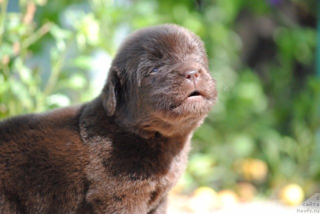 Фотография № 229607