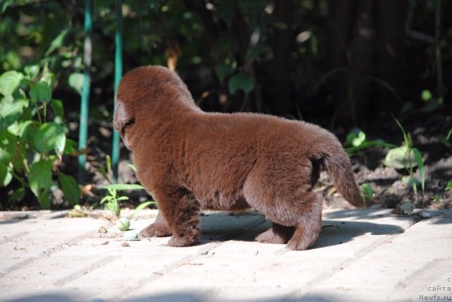 Фотография № 229609