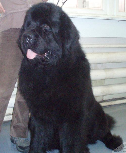 Фото: ньюфаундленд My Big Dream Eyecatcher