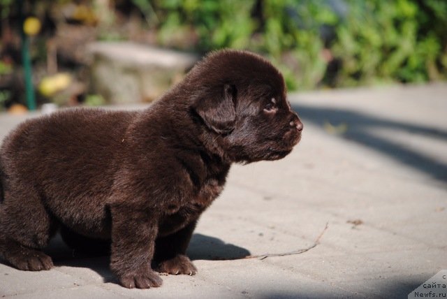 Фотография № 229610