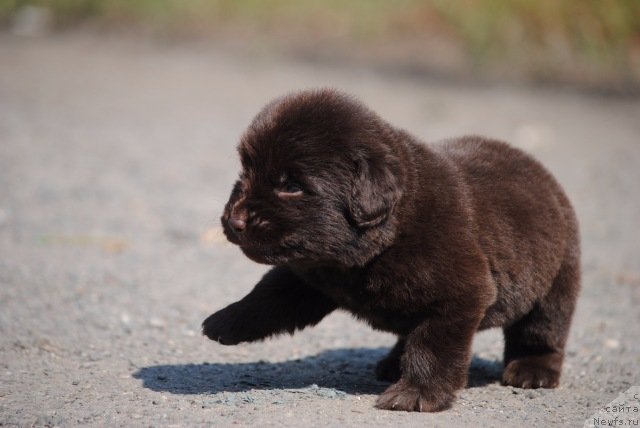 Фотография № 229611