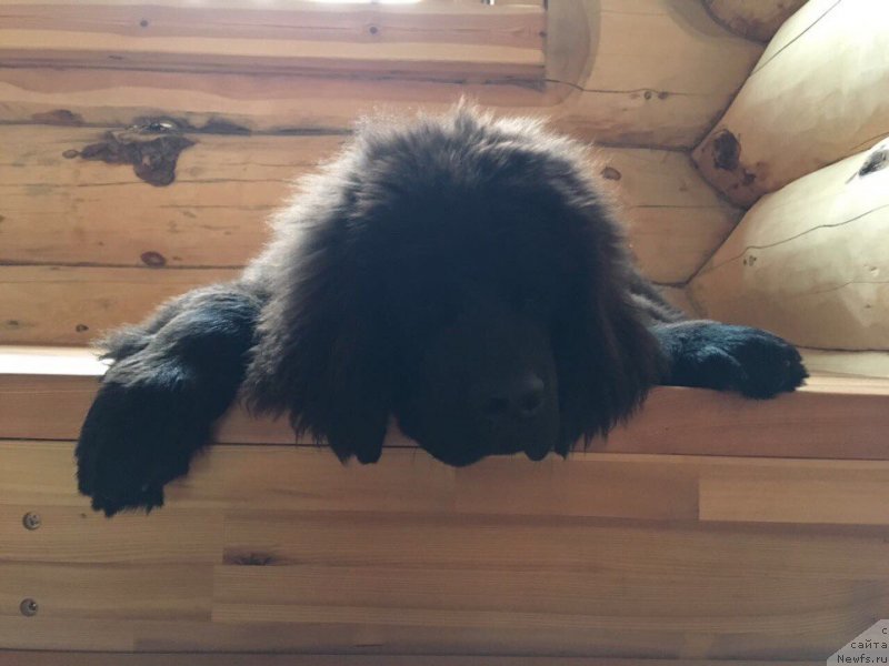 Фотография № 229614