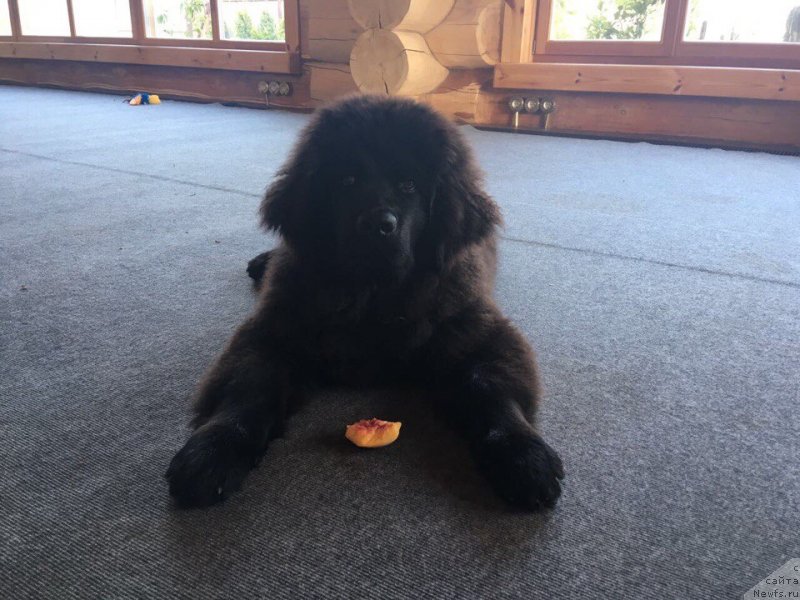 Фото: ньюфаундленд Терра Виктория Кинг оф зе Сан