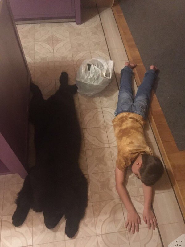 Фото: ньюфаундленд Терра Виктория Кинг оф зе Сан