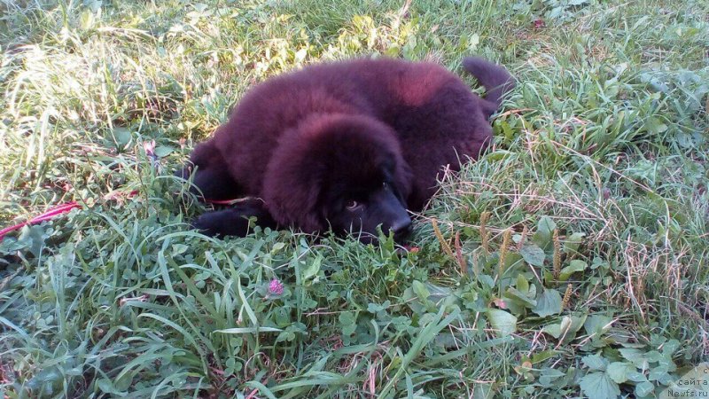 Фотография № 229617