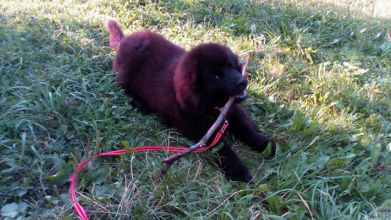 Фото: ньюфаундленд Терра Виктория Киндред Спирит (Terra Victoria Kindred Spirit)