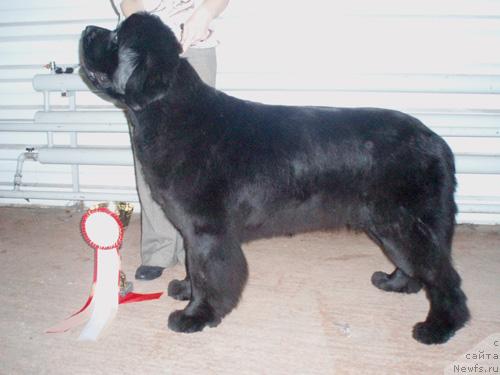 Фото: ньюфаундленд Бегущая по Волнам Вся Такая Растакая (Beguschaya po Volnam Vsya Takaya Rastakaya)