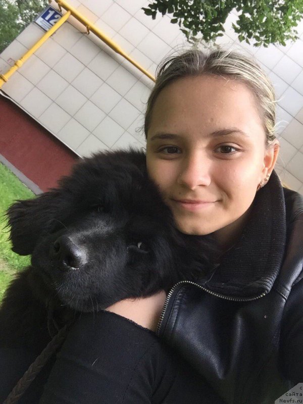 Фото: ньюфаундленд Терра Виктория Кисс ми Эгейн