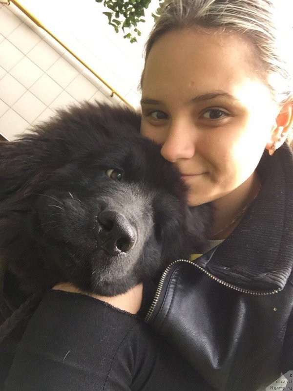 Фото: ньюфаундленд Терра Виктория Кисс ми Эгейн