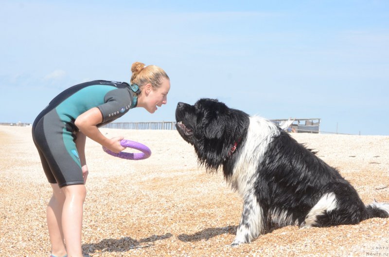 Фото: ньюфаундленд Энджелс Кипер Нибелунг (Angels Keeper Nibelung), Ольга Мартынова