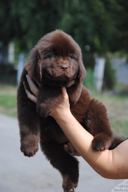 Фотография № 229632