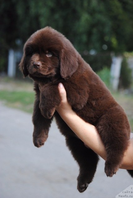 Фотография № 229633