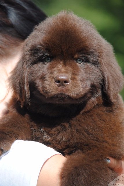 Фото: ньюфаундленд Моя Стихия Он Вей Тикет ту Нотте Биар