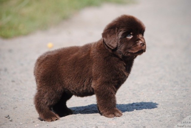 Фото: ньюфаундленд Моя Стихия Он Вей Тикет ту Нотте Биар