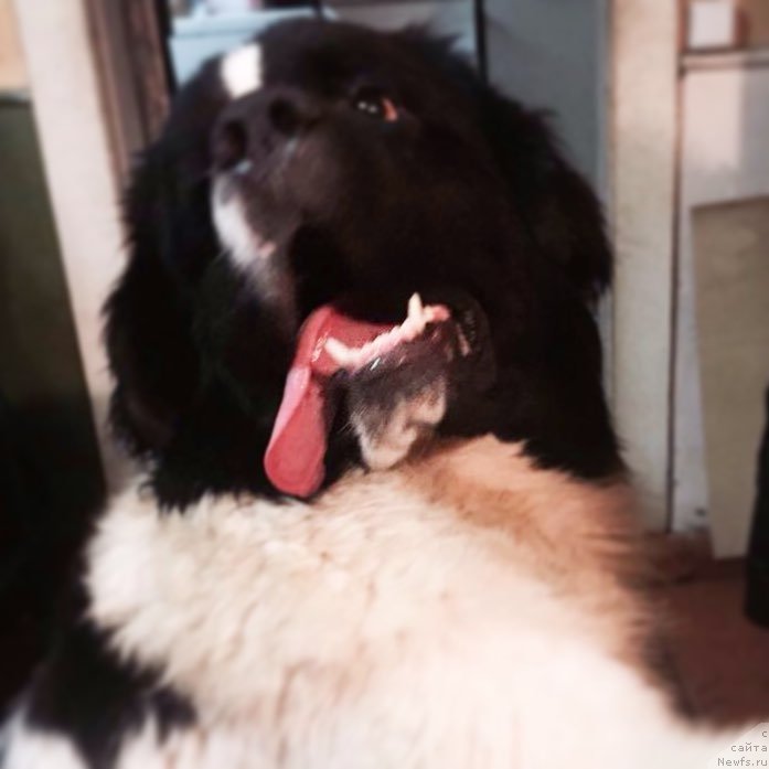 Фото: ньюфаундленд Викинг от Карельских Медведей (Viking ot Karelskikh Medvedey)