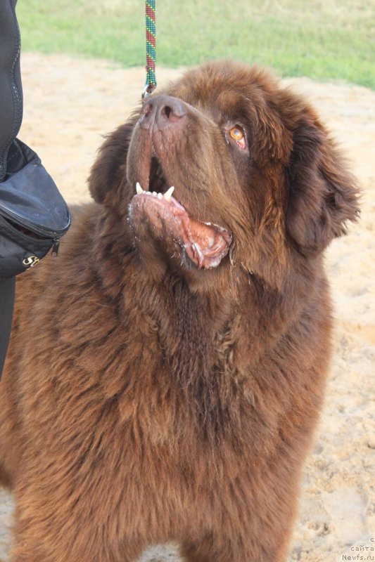 Фото: ньюфаундленд Чармер Денкам Бронз (Charmer Denkam Bronze)