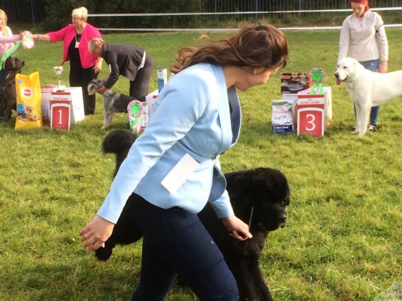 Фото: ньюфаундленд Смигар Танго ин зе Найт (Smigar Tango in the Night), Екатерина Зайцева