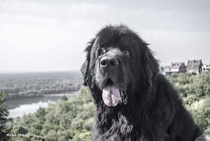 Фото: ньюфаундленд Кипер Соул Лайон Хэерт