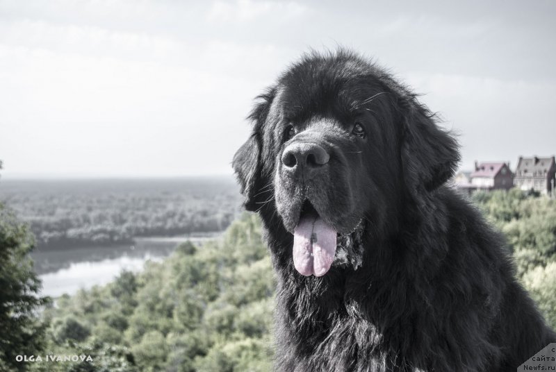 Фото: ньюфаундленд Кипер Соул Лайон Хэерт