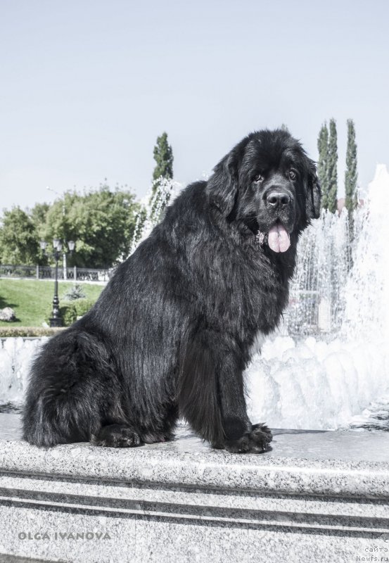 Фото: ньюфаундленд Кипер Соул Лайон Хэерт