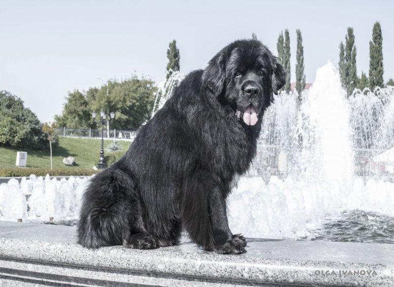 Фото: ньюфаундленд Кипер Соул Лайон Хэерт