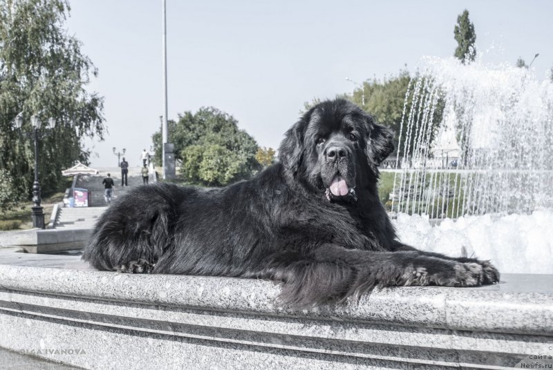 Фото: ньюфаундленд Кипер Соул Лайон Хэерт