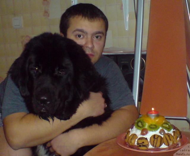 Фото: ньюфаундленд Питерньюф Жизнь Хороша (Piternyuf Zhizn' Horosha)