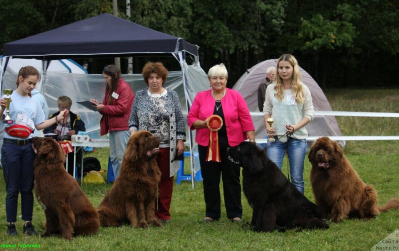 Фото: ньюфаундленд Браунблад МСК Ауди Рэд Лэсс (Brownblood MSK Audi Red Less), Мария Шмелева, ньюфаундленд Чарли Де Бест Хелфи Пэл (Charli The Best Helfi Pel), Елена Шмелева, ньюфаундленд Мерседес Вялiкi Мядзведзь (Mercedes Vialiki Miadzvedz), ньюфаундленд Чармер Денкам Бронз (Charmer Denkam Bronze)