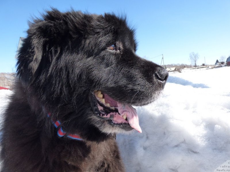 Фотография № 229663