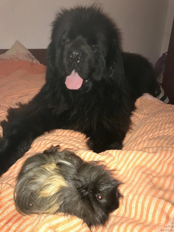 Фото: ньюфаундленд Браунблад МСК Харита Хавва (Brownblood MSK Harita Havva)