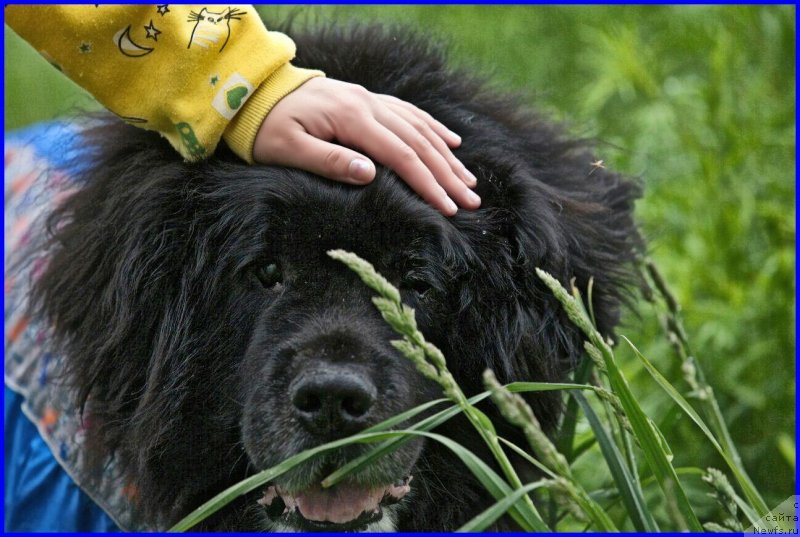 Фотография № 229666