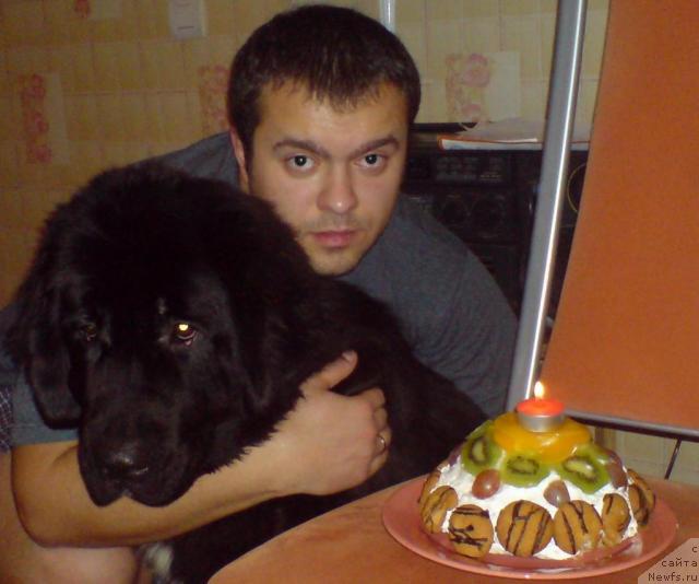 Фото: ньюфаундленд Питерньюф Жизнь Хороша (Piternyuf Zhizn' Horosha)