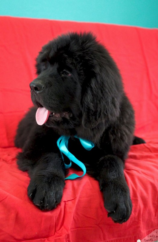 Фото: ньюфаундленд Хевенс Пандора