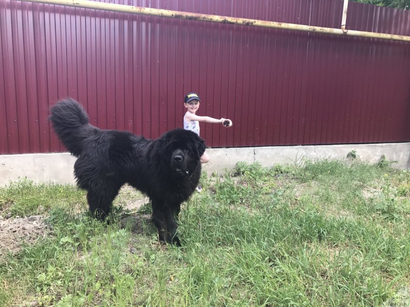 Фото: ньюфаундленд Черный Балу Ипполит Денович