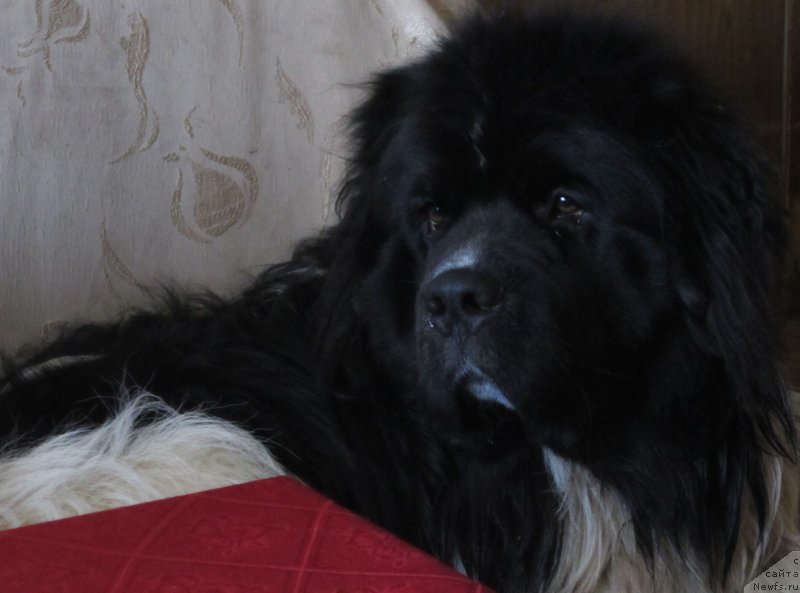 Фото: ньюфаундленд Водограй от Карельских Медведей