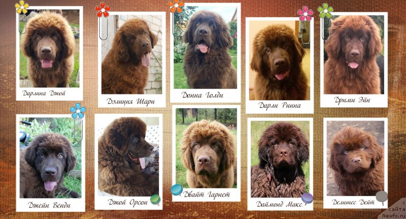 Фото: ньюфаундленд Наоми Таголири фор Браунблад (Naomi Tagoliri for Brouwnblood), ньюфаундленд Newfashion The Crowd Goes Wild