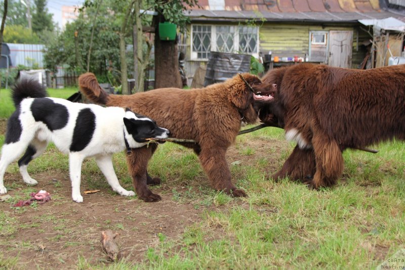 Фото: ньюфаундленд Браунблад МСК Дарлина Джой (Brownblood MSK Darlina Joy), ньюфаундленд Браунблад МСК Абрамс-Стронг (Brownblood MSK Abrams-Strong)