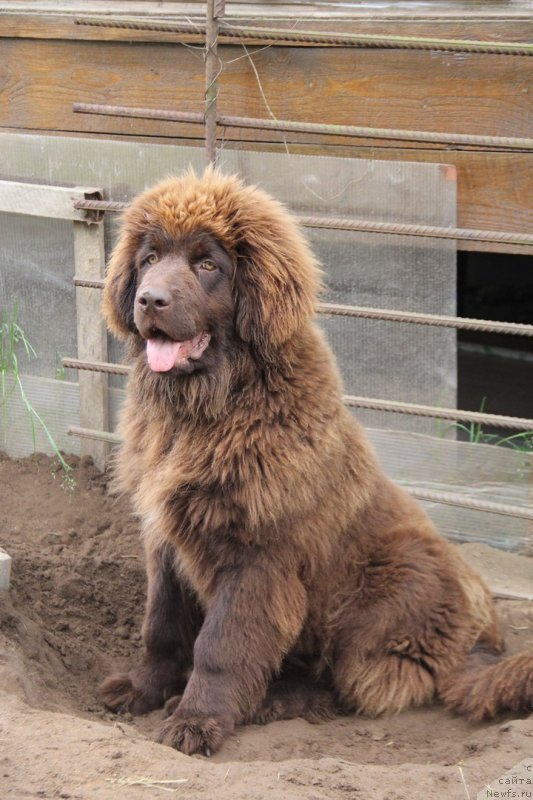 Фото: ньюфаундленд Браунблад МСК Дарлина Джой (Brownblood MSK Darlina Joy)