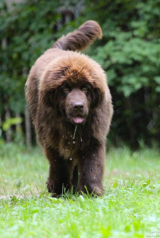 Фото: ньюфаундленд Браунблад МСК Дарлина Джой (Brownblood MSK Darlina Joy)