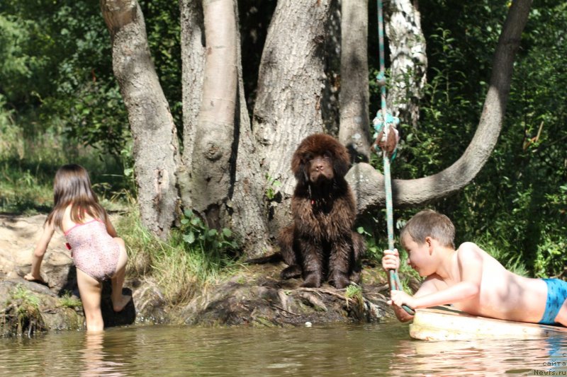 Фото: ньюфаундленд Браунблад МСК Даймонд Макс