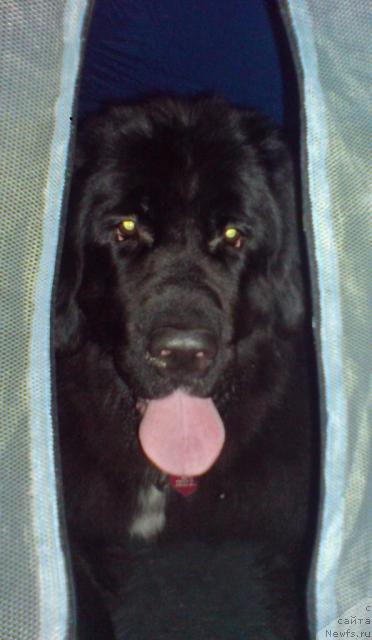 Фото: ньюфаундленд Питерньюф Жизнь Хороша (Piternyuf Zhizn' Horosha)