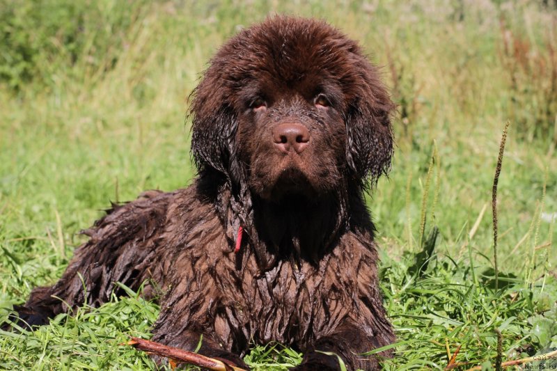 Фото: ньюфаундленд Браунблад МСК Даймонд Макс
