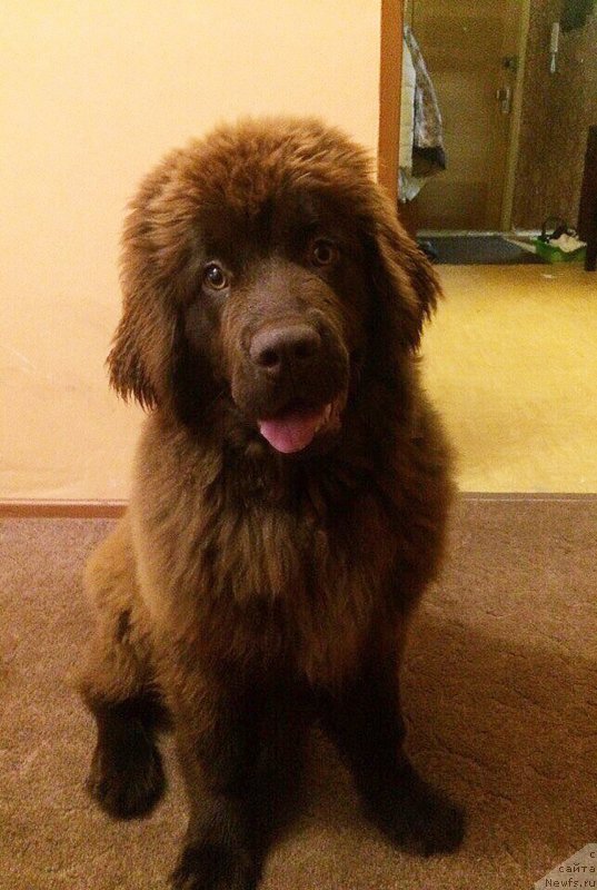 Фото: ньюфаундленд Браунблад МСК Дарли Ринна (Brownblood MSK Darley Rinna)