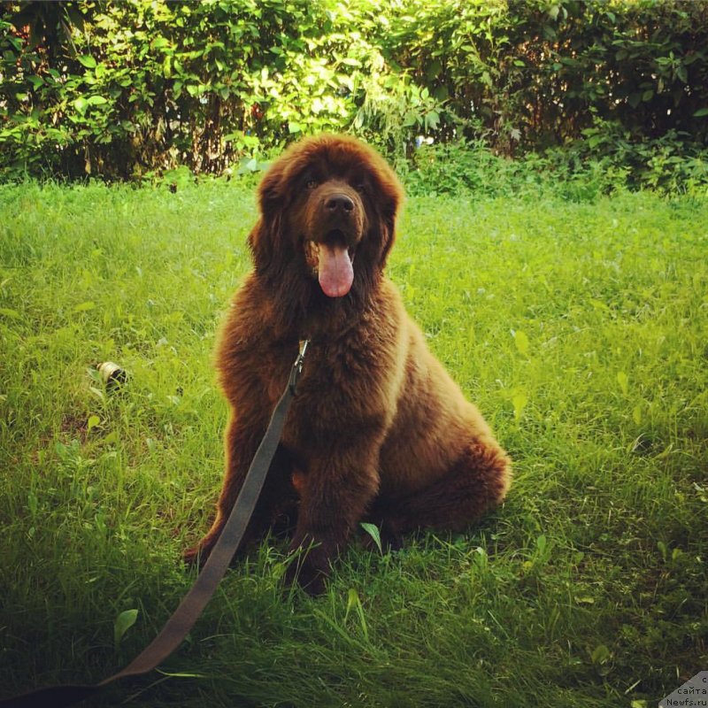 Фото: ньюфаундленд Браунблад МСК Дарли Ринна (Brownblood MSK Darley Rinna)