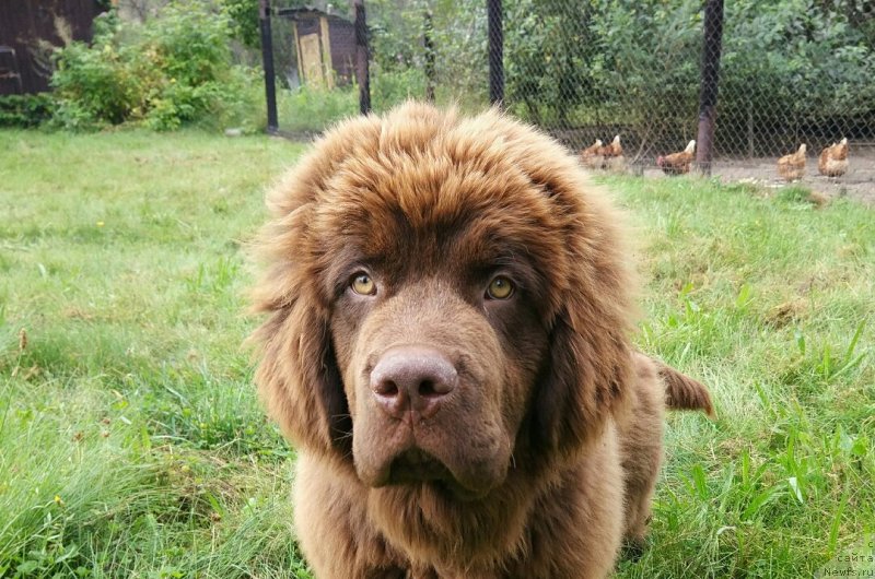 Фото: ньюфаундленд Браунблад МСК Двайт Гарнет