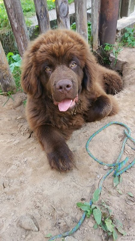 Фото: ньюфаундленд Браунблад МСК Двайт Гарнет