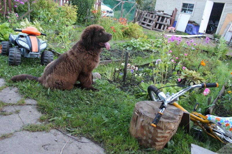 Фото: ньюфаундленд Браунблад МСК Джейн Венди
